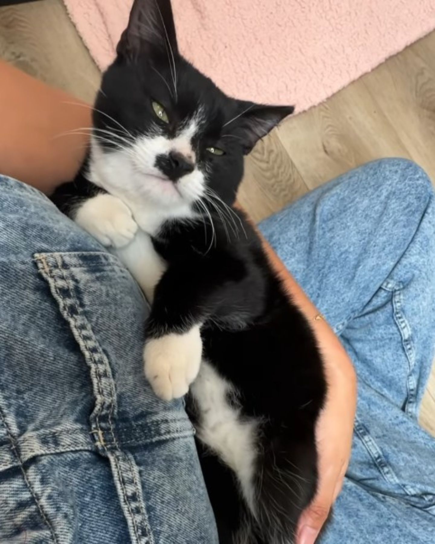 black and white cat on woman's lap