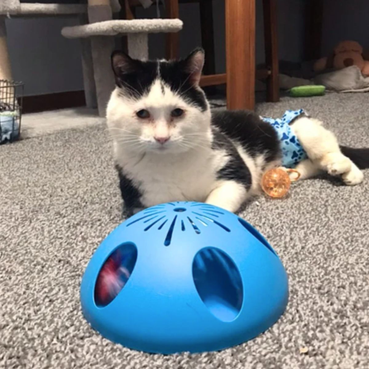 black and white cat playing