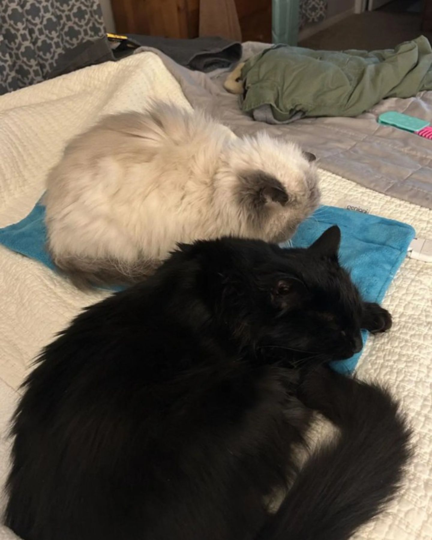 black and white cat sleeping together
