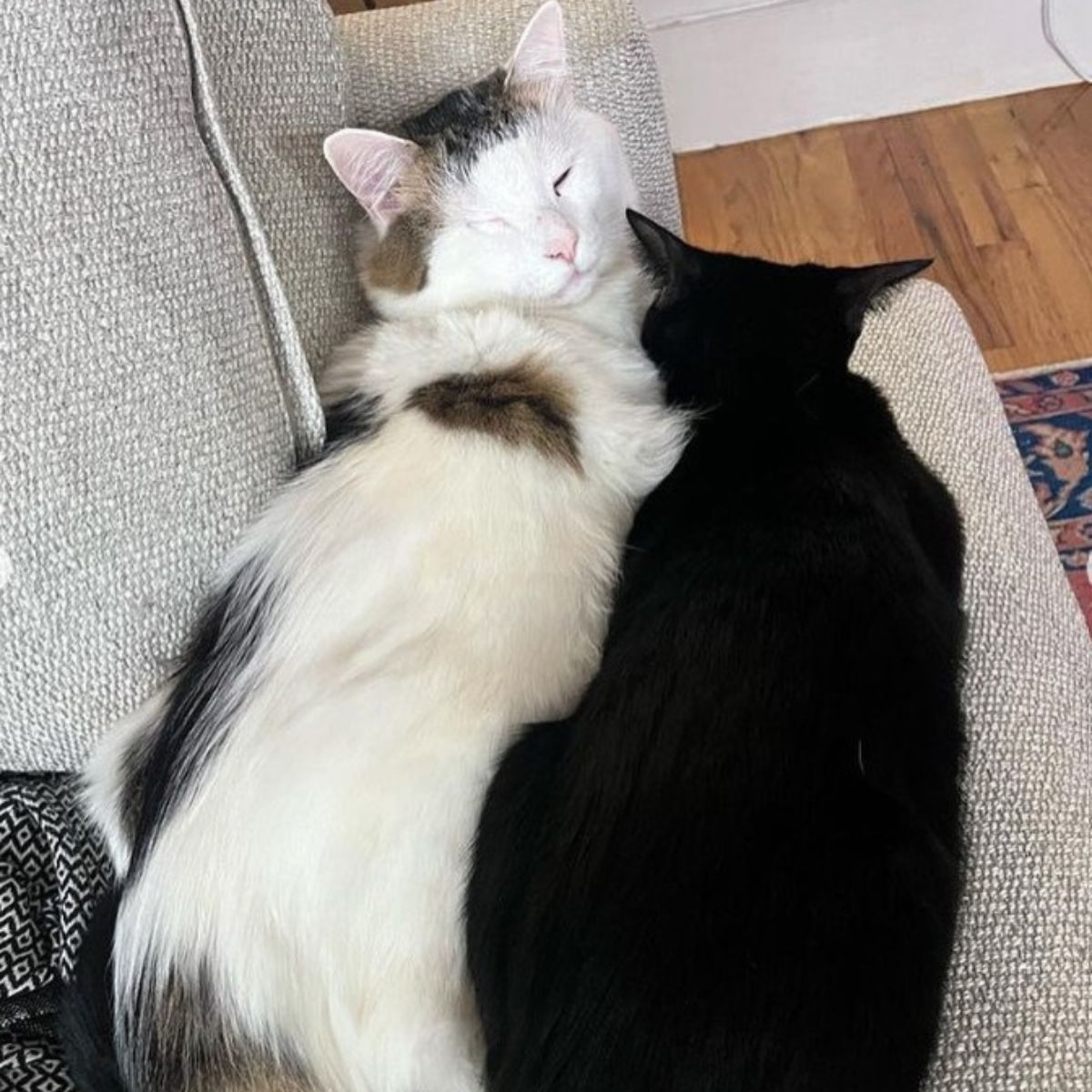 black and white cats sleep together