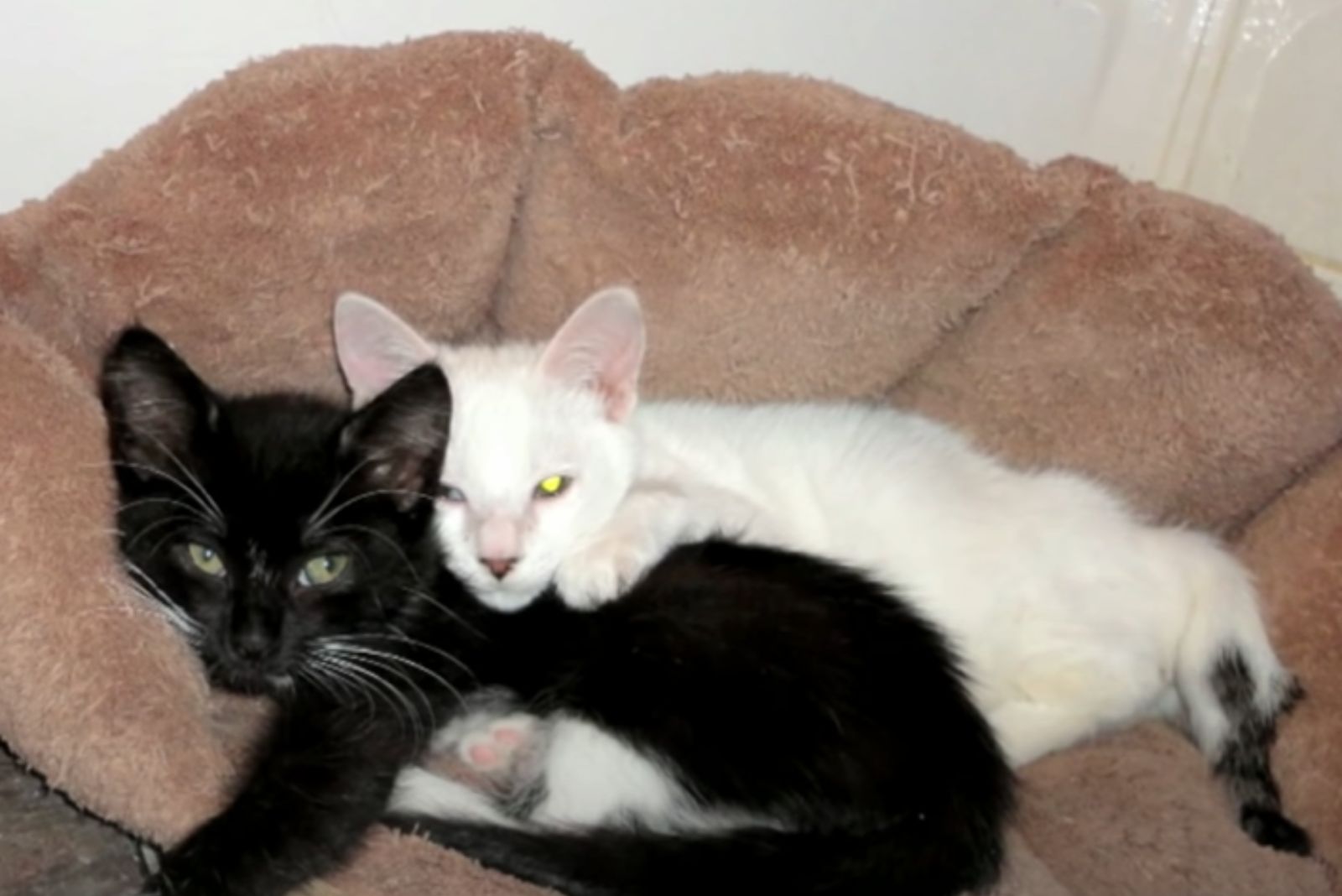 black and white kitten