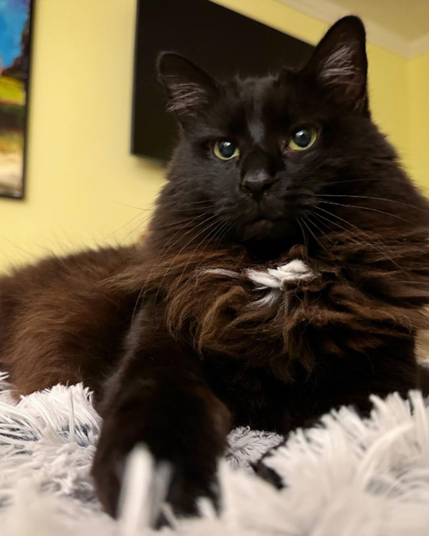 black beautiful cat