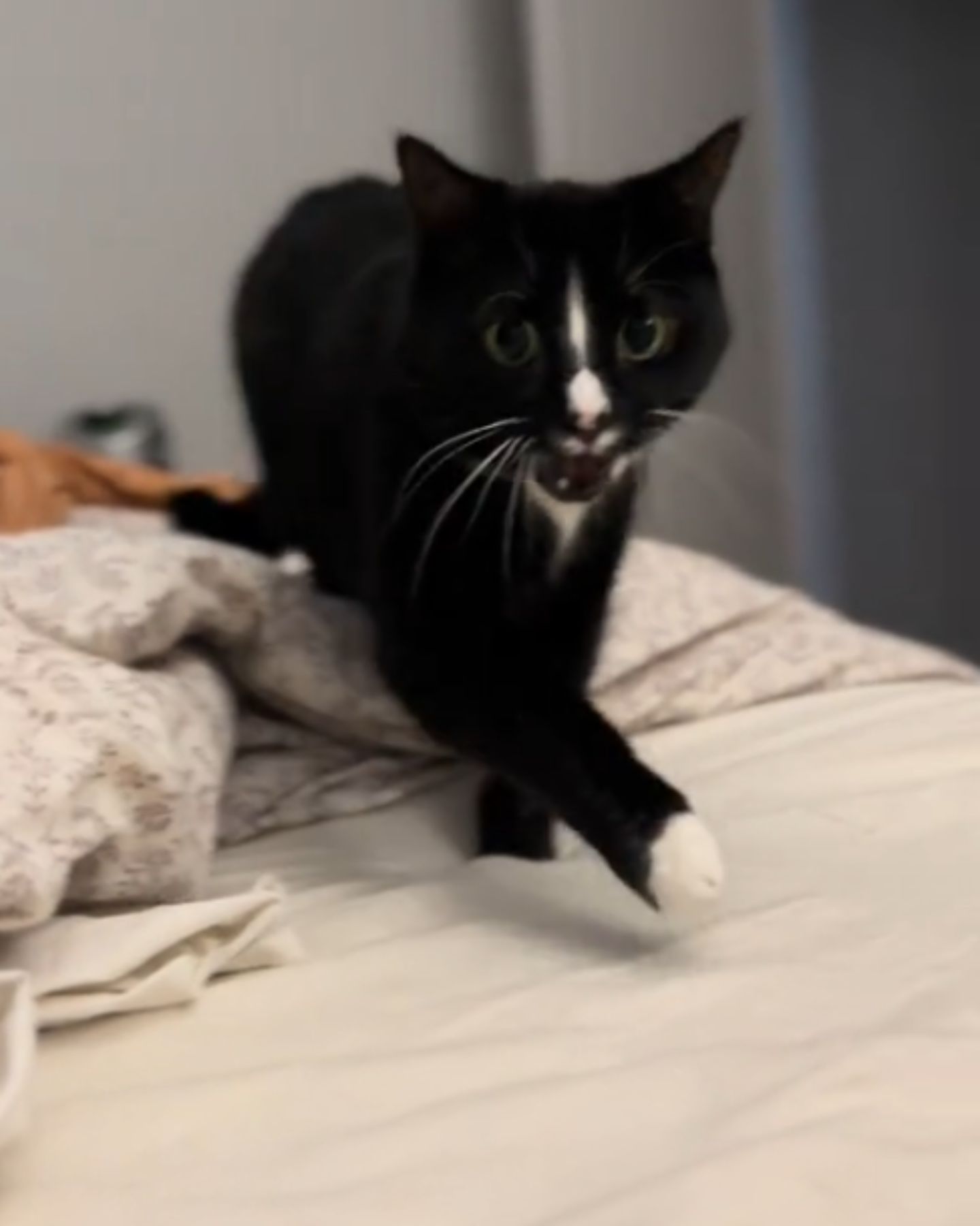 black beautiful cat