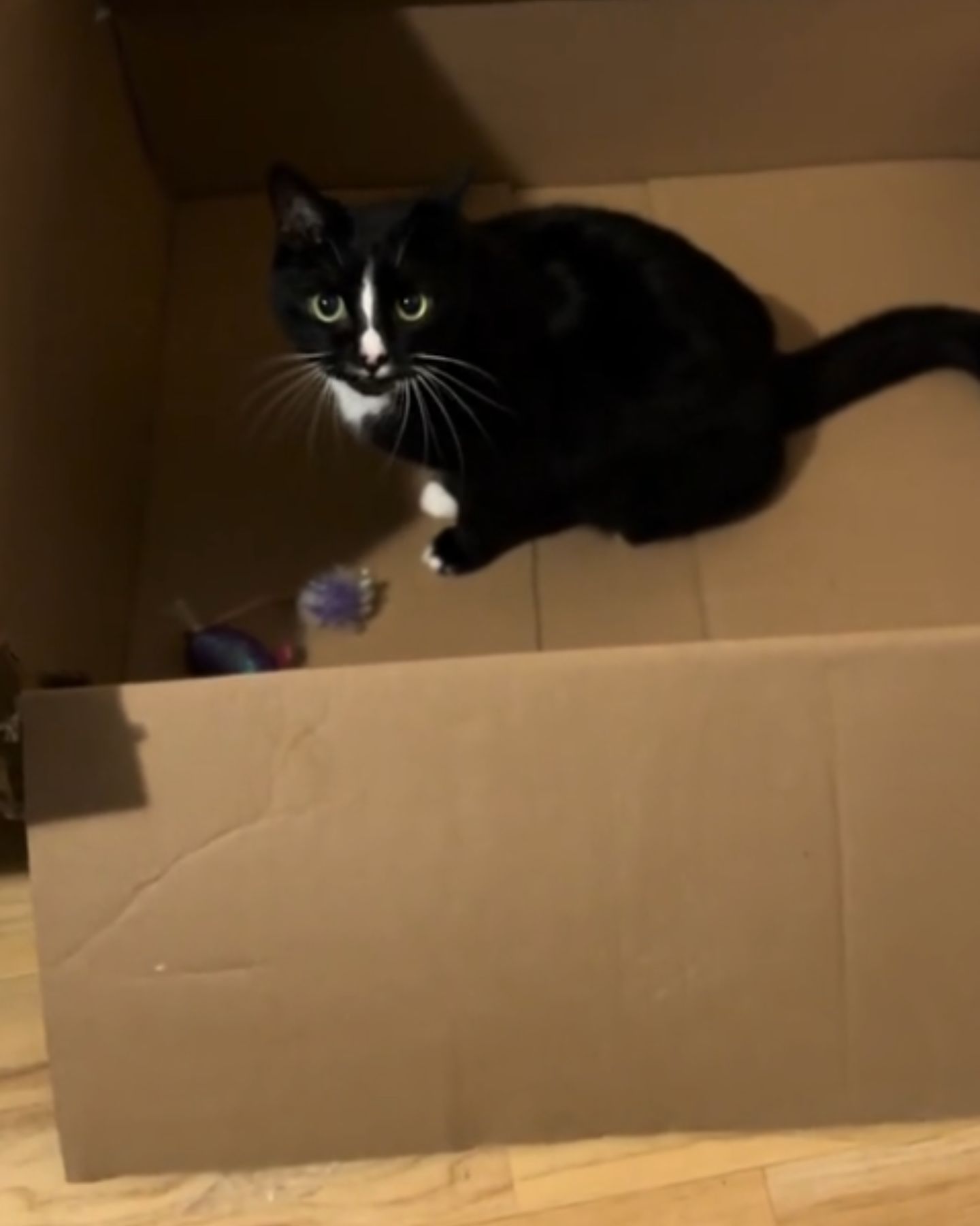black cat