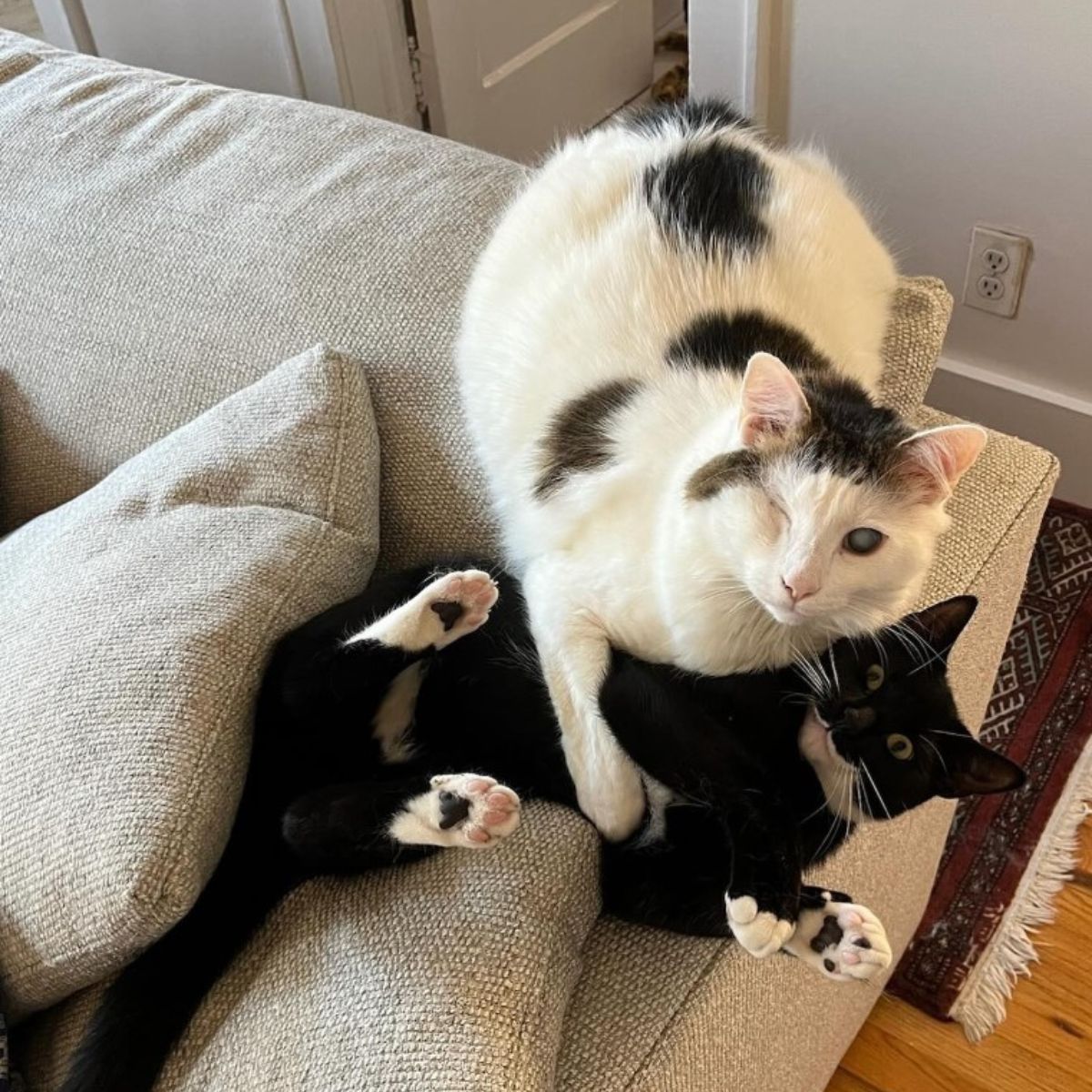 black cat and a cat without an eye are posing on the sofa