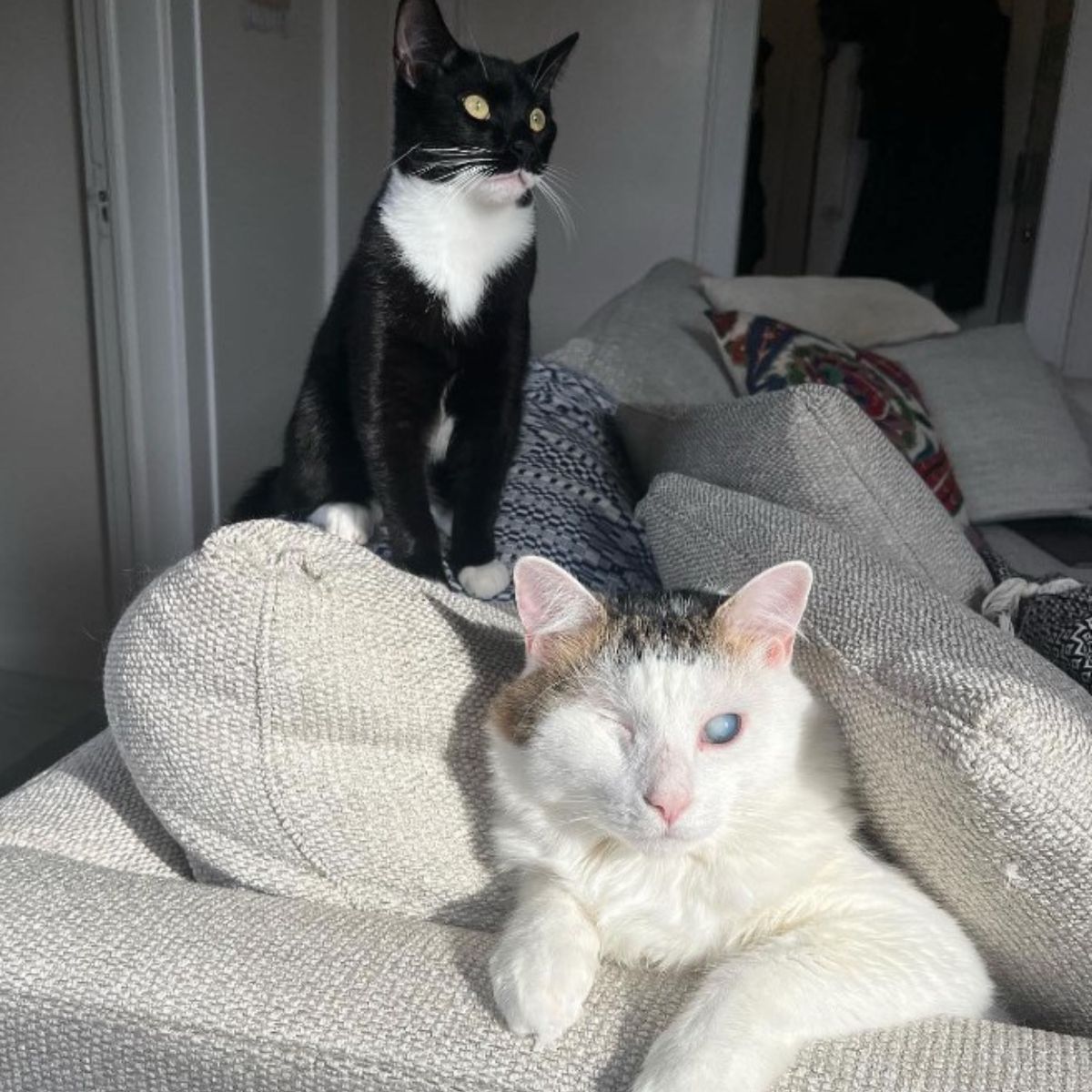 black cat and a cat without an eye on the sofa