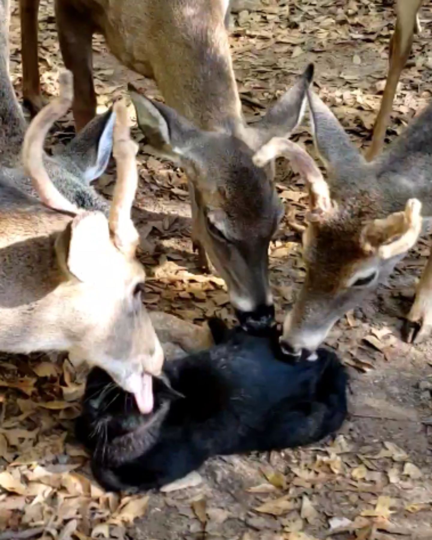 black cat and deer herd