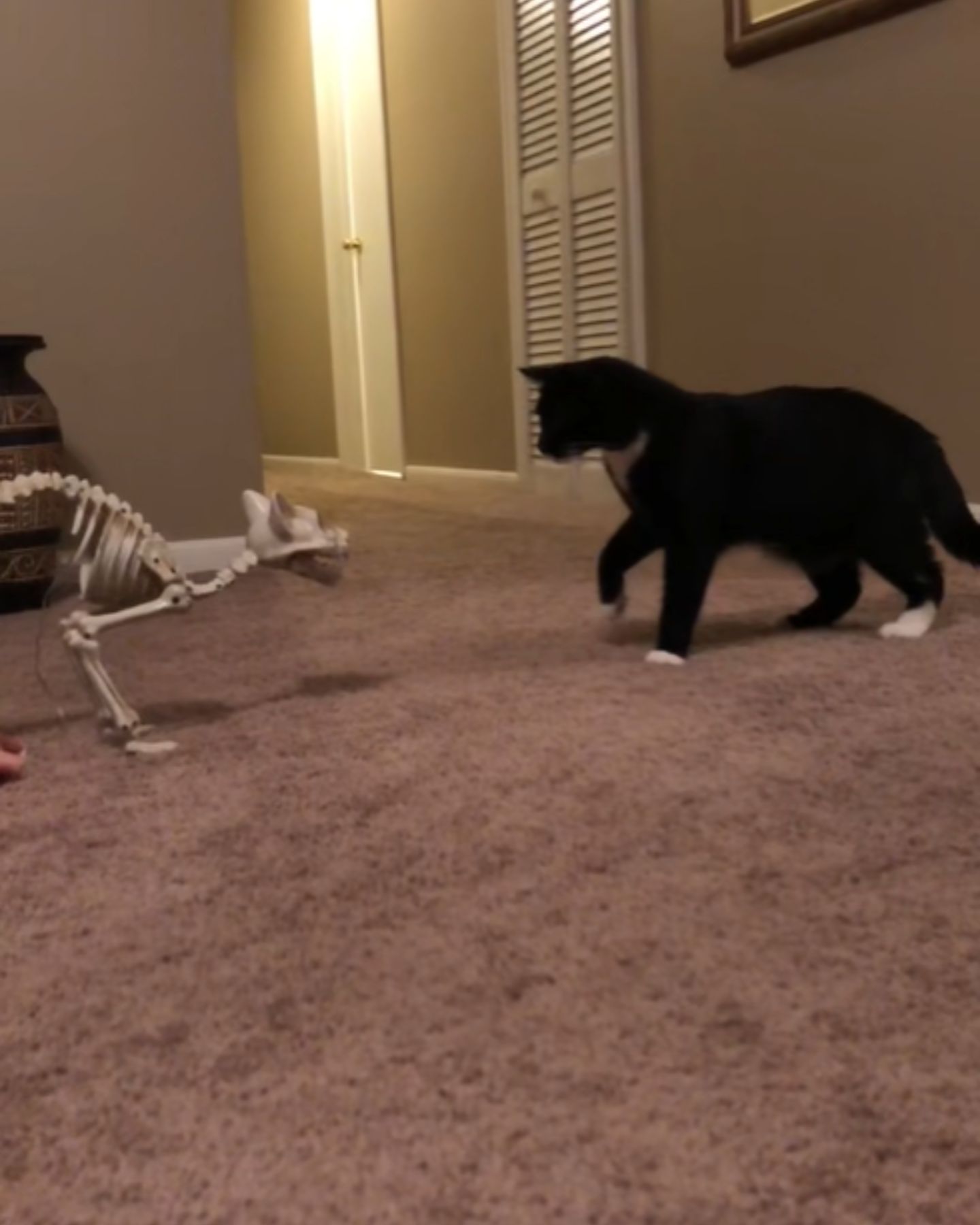 black cat and skeleton