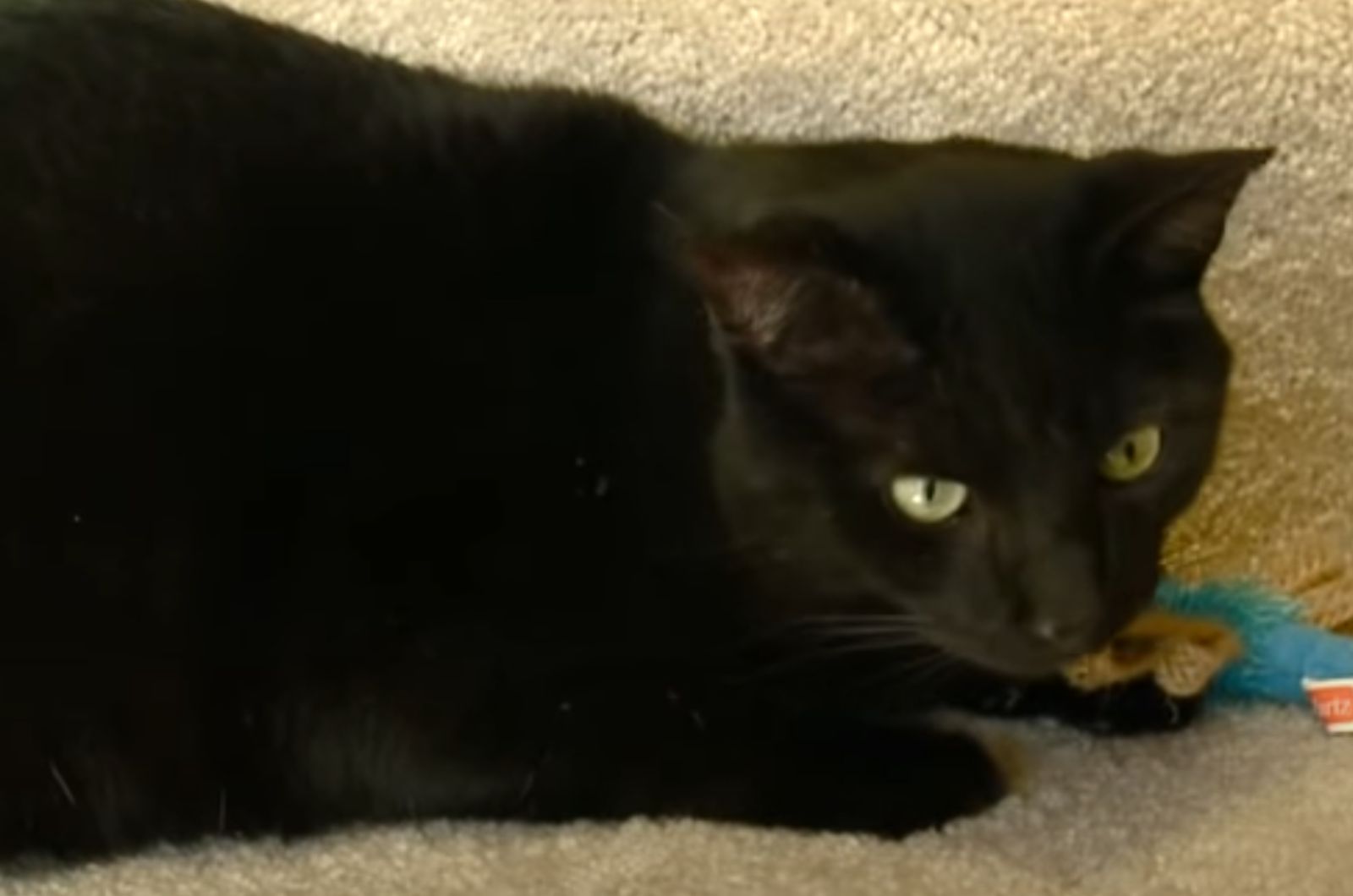 black cat hunts