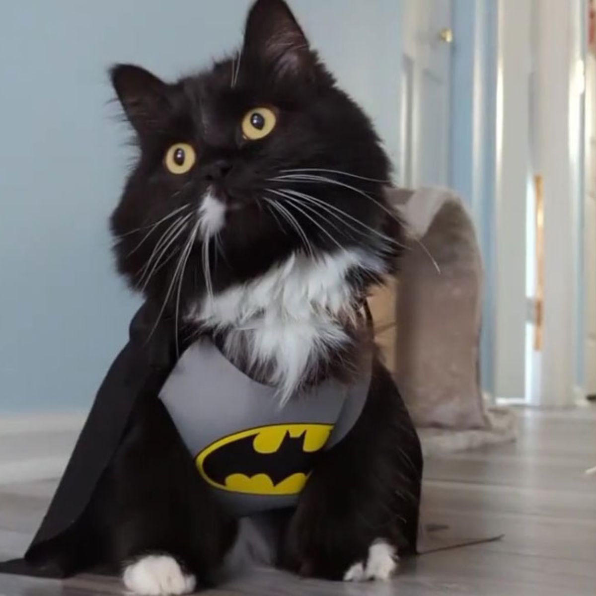 black cat in batman outfit