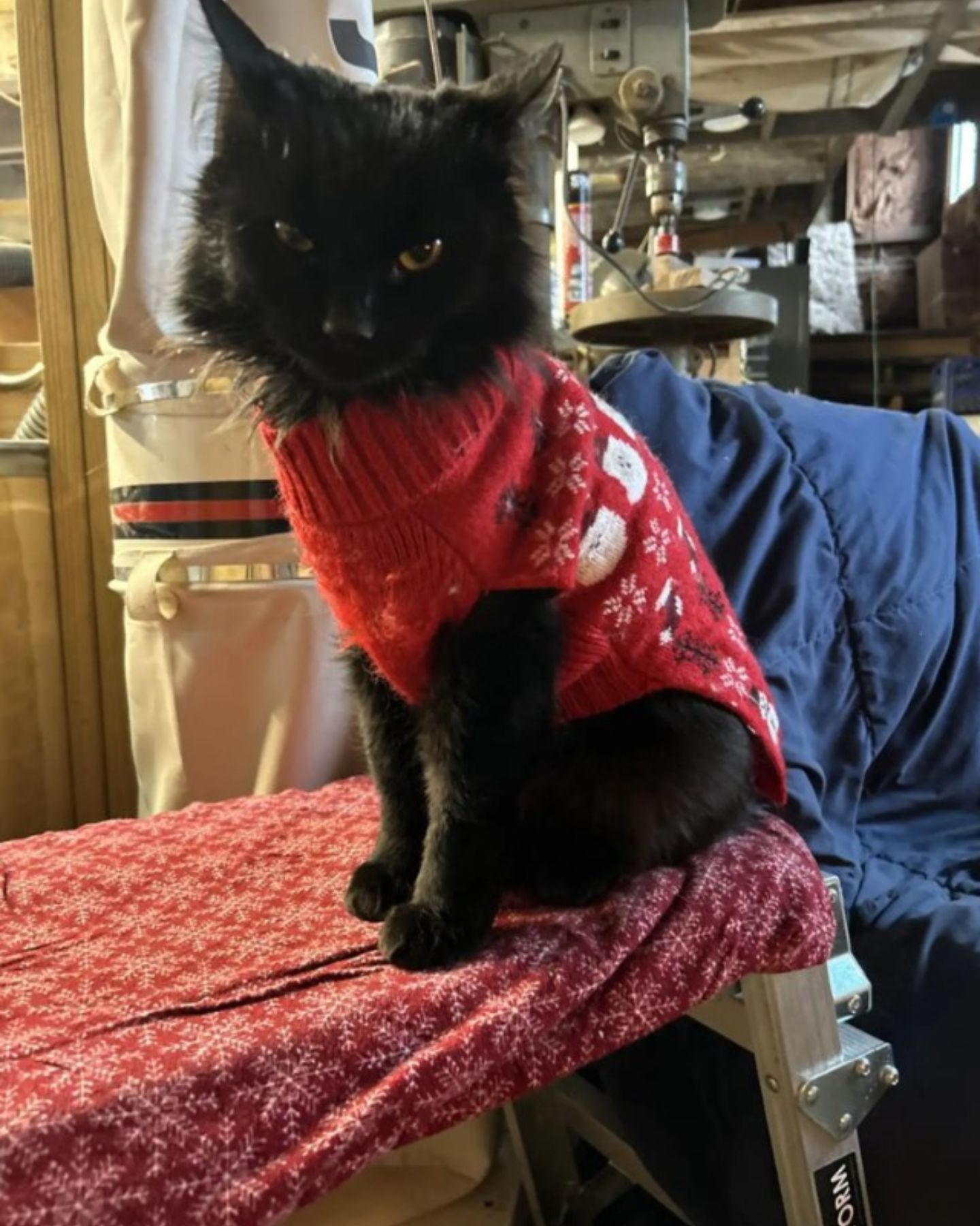 black cat in clothes