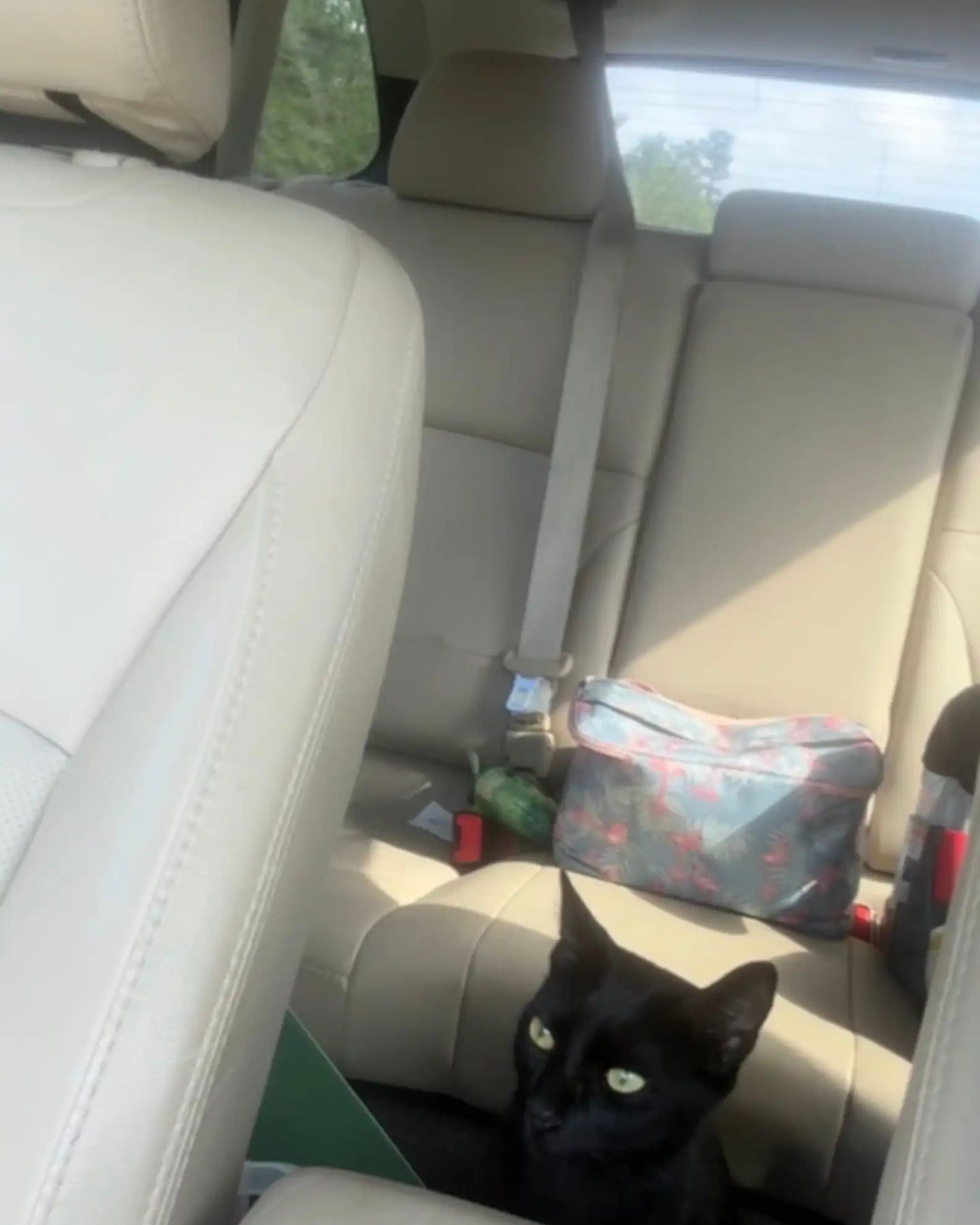 black cat in the car