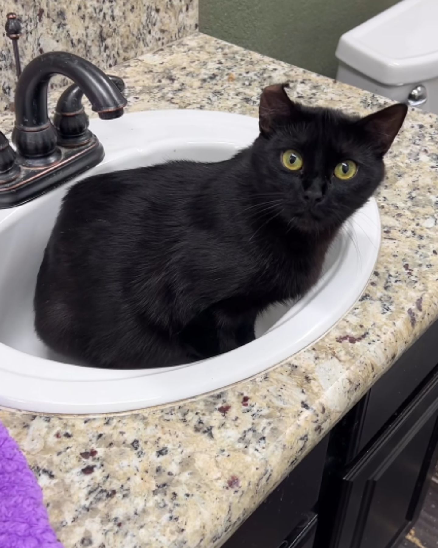 black cat in the sink
