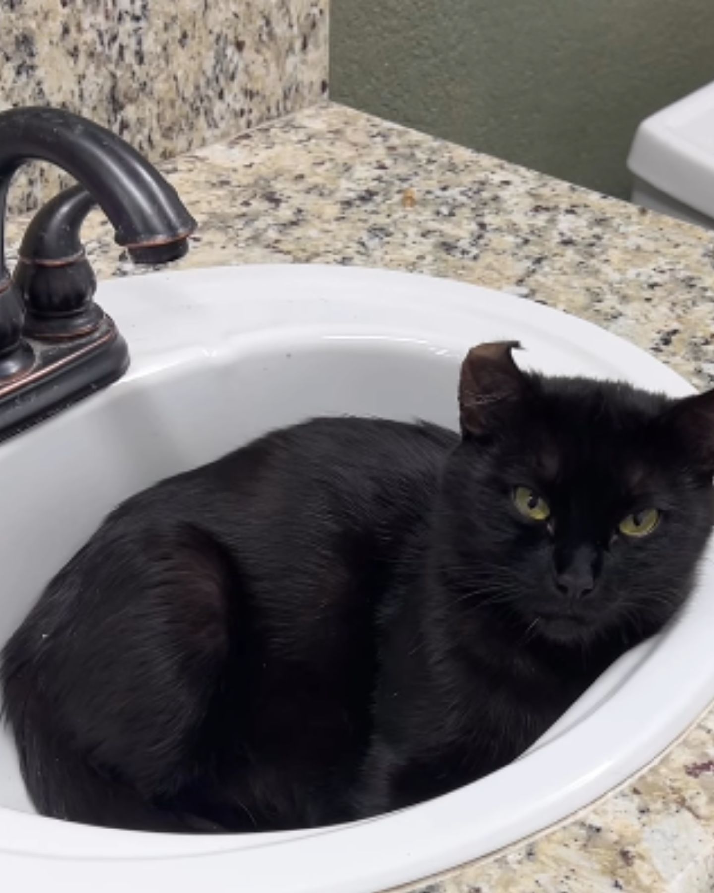 black cat is lying in the sink
