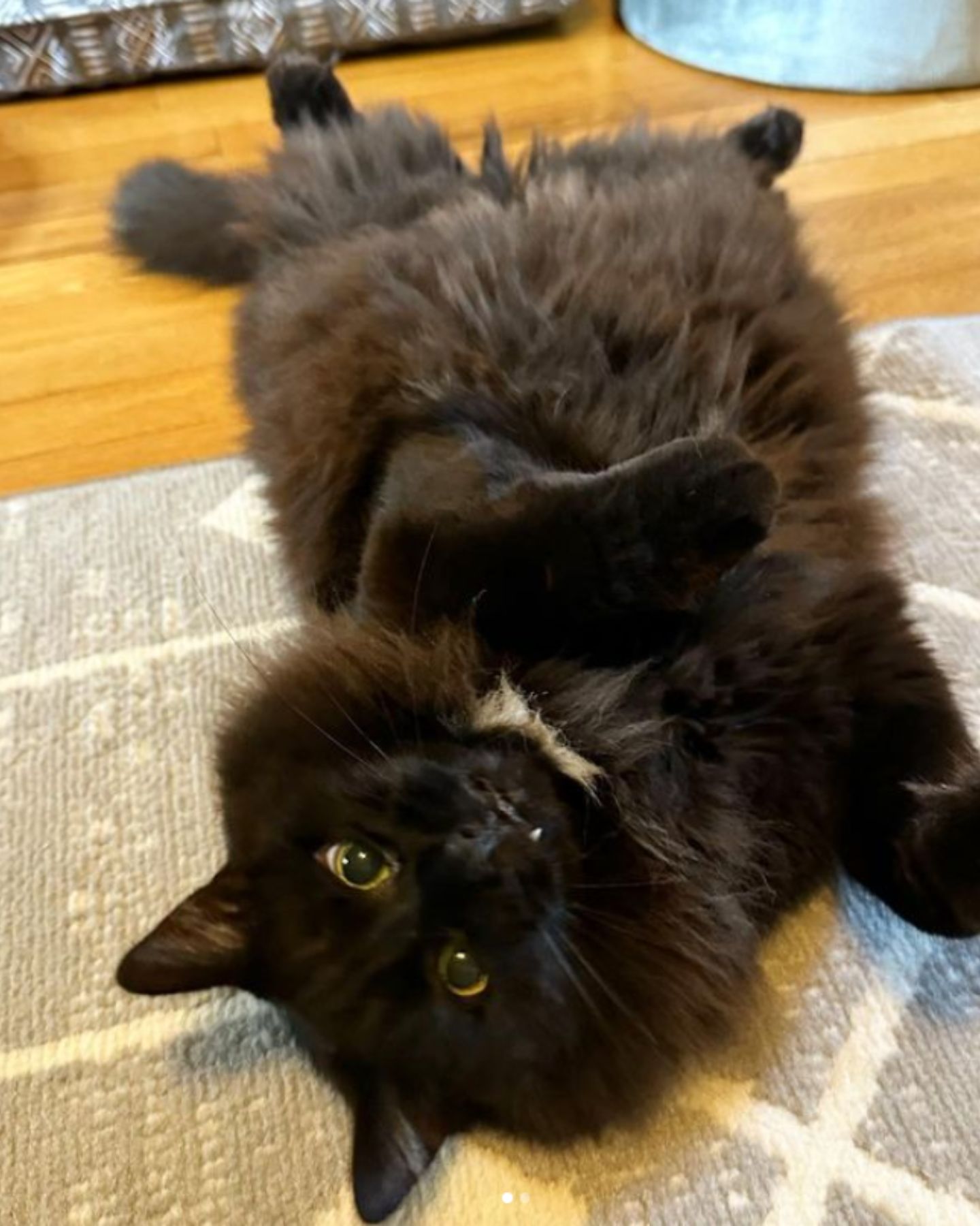 black cat is lying on her back