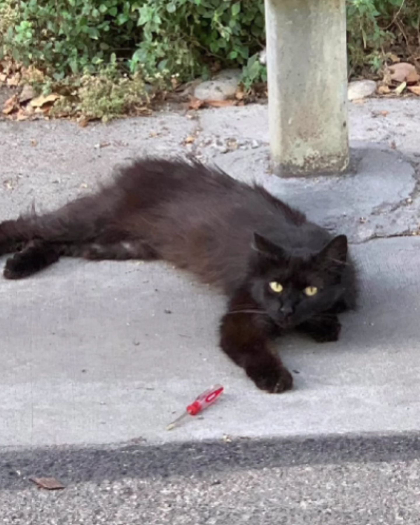 black cat is lying on the floor