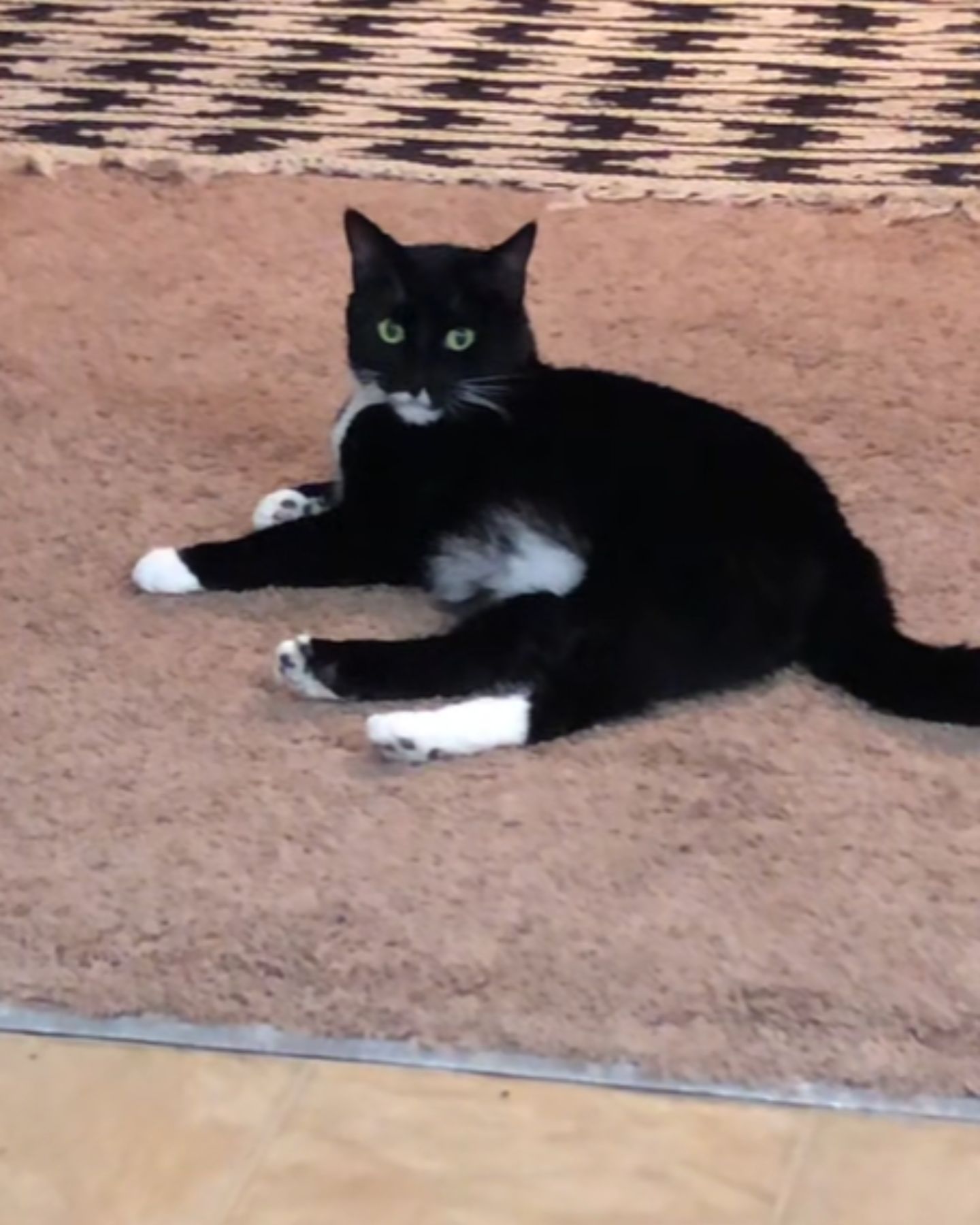 black cat is lying on the floor