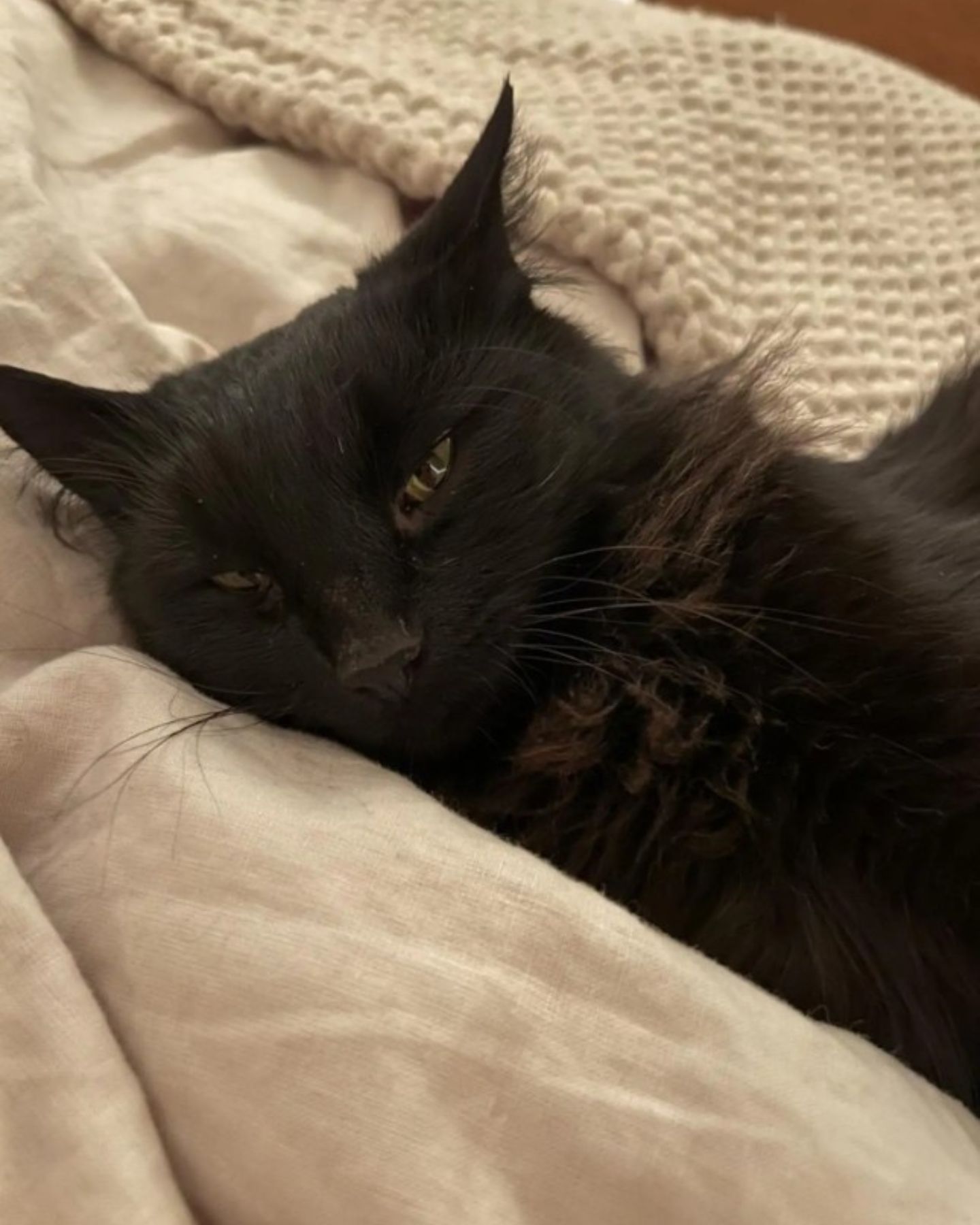 black cat is napping