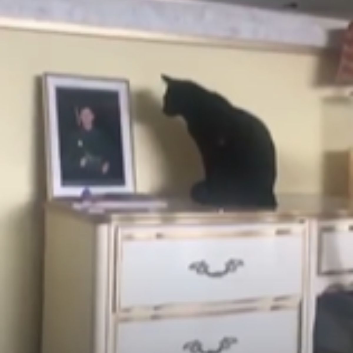 black cat looks at a photo of its owner