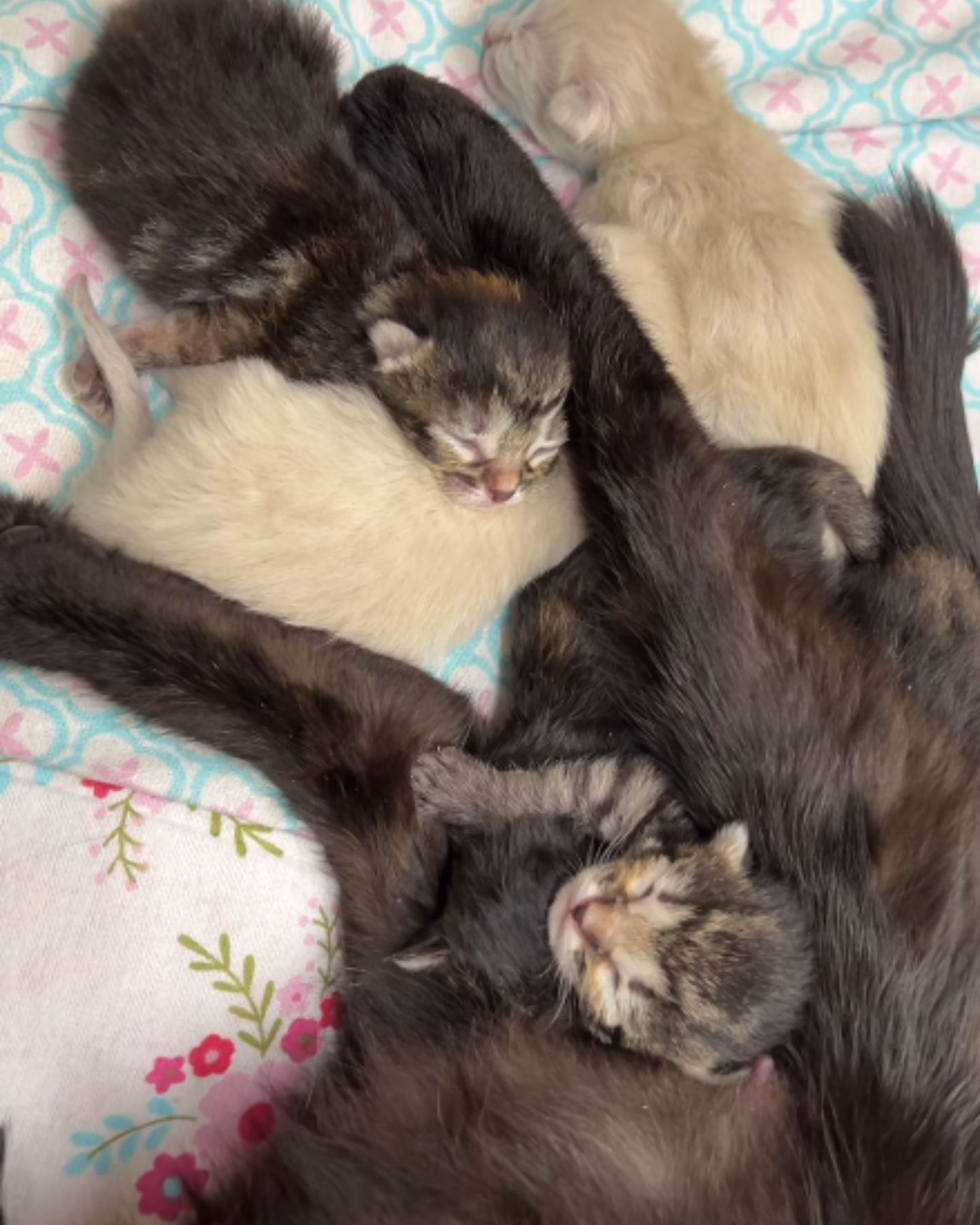 black cat mom with kittens