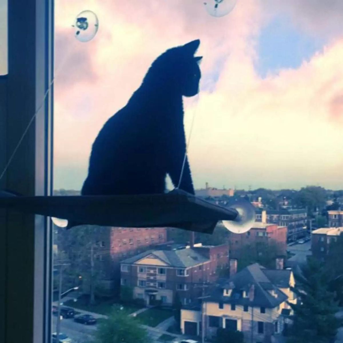 black cat mourns without an owner