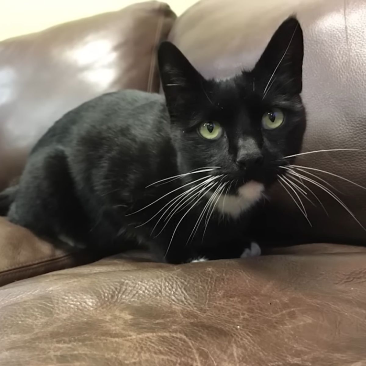 black cat on sofa