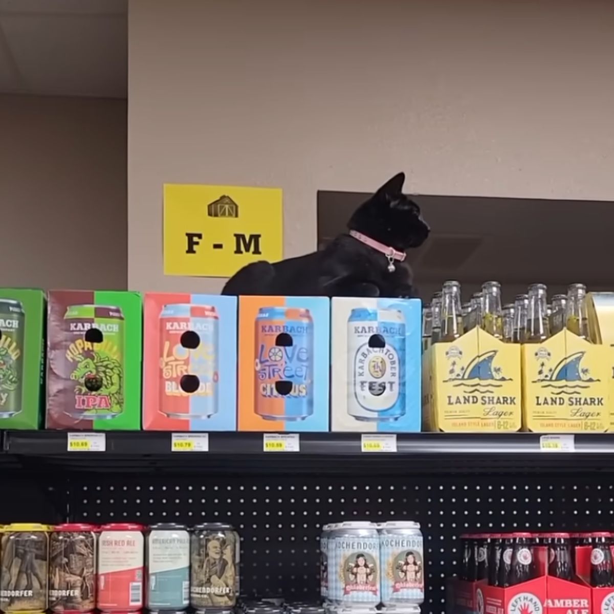 black cat on store shelves