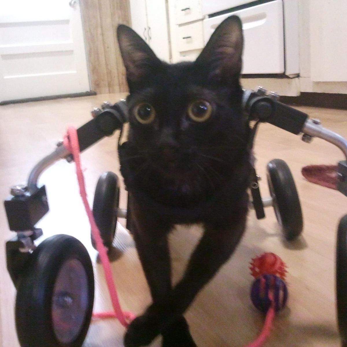 black cat on walking aids