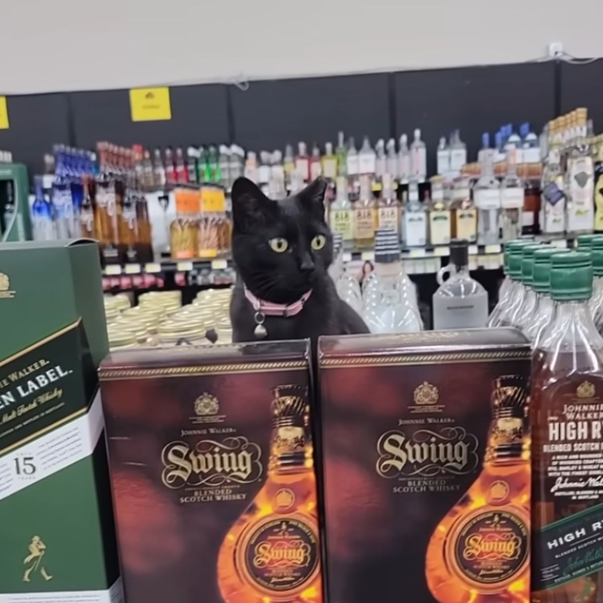 black cat peeking in store