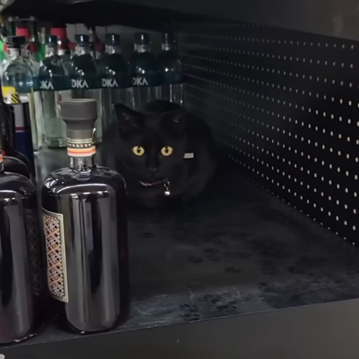 black cat sneaked onto store shelves