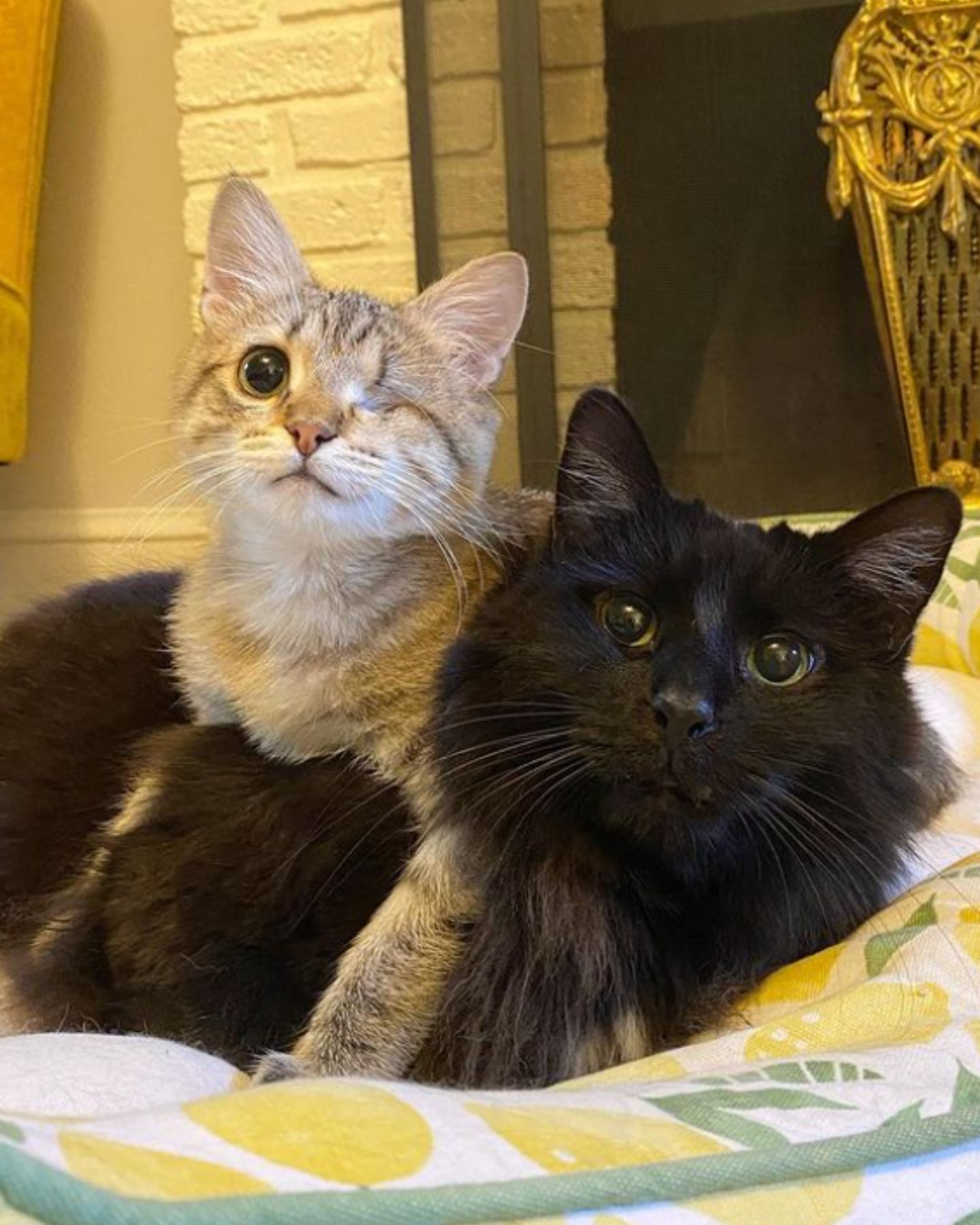 black cat with eyeless cat