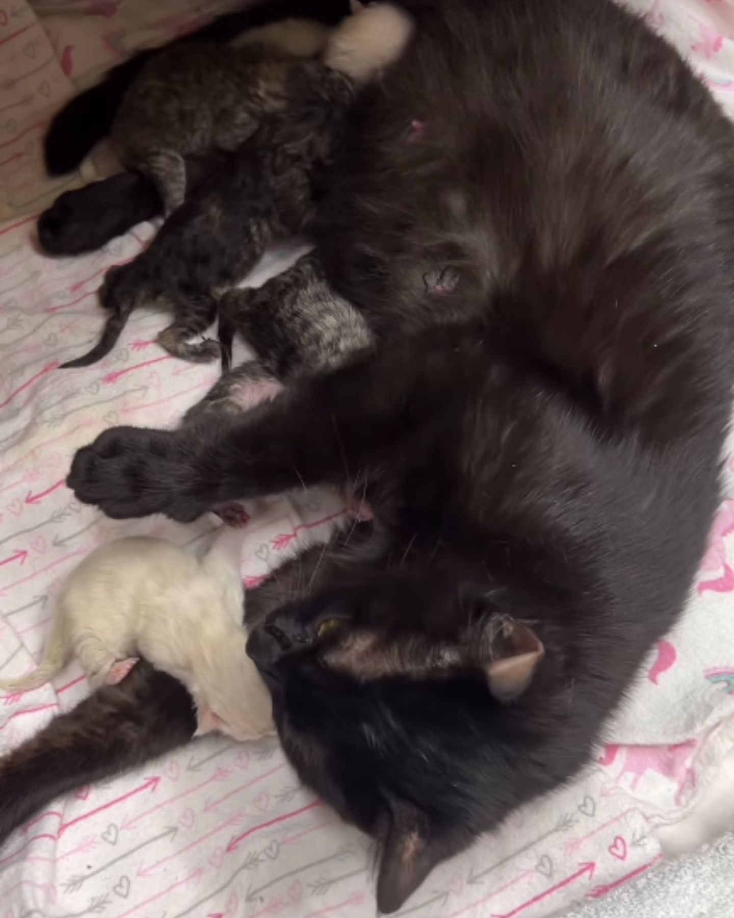 black cat with kittens