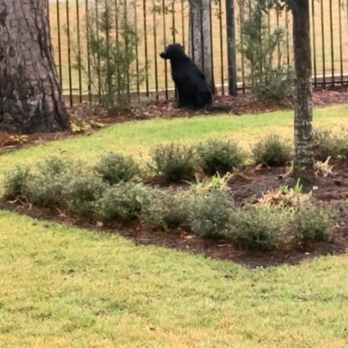 black dog in the yard