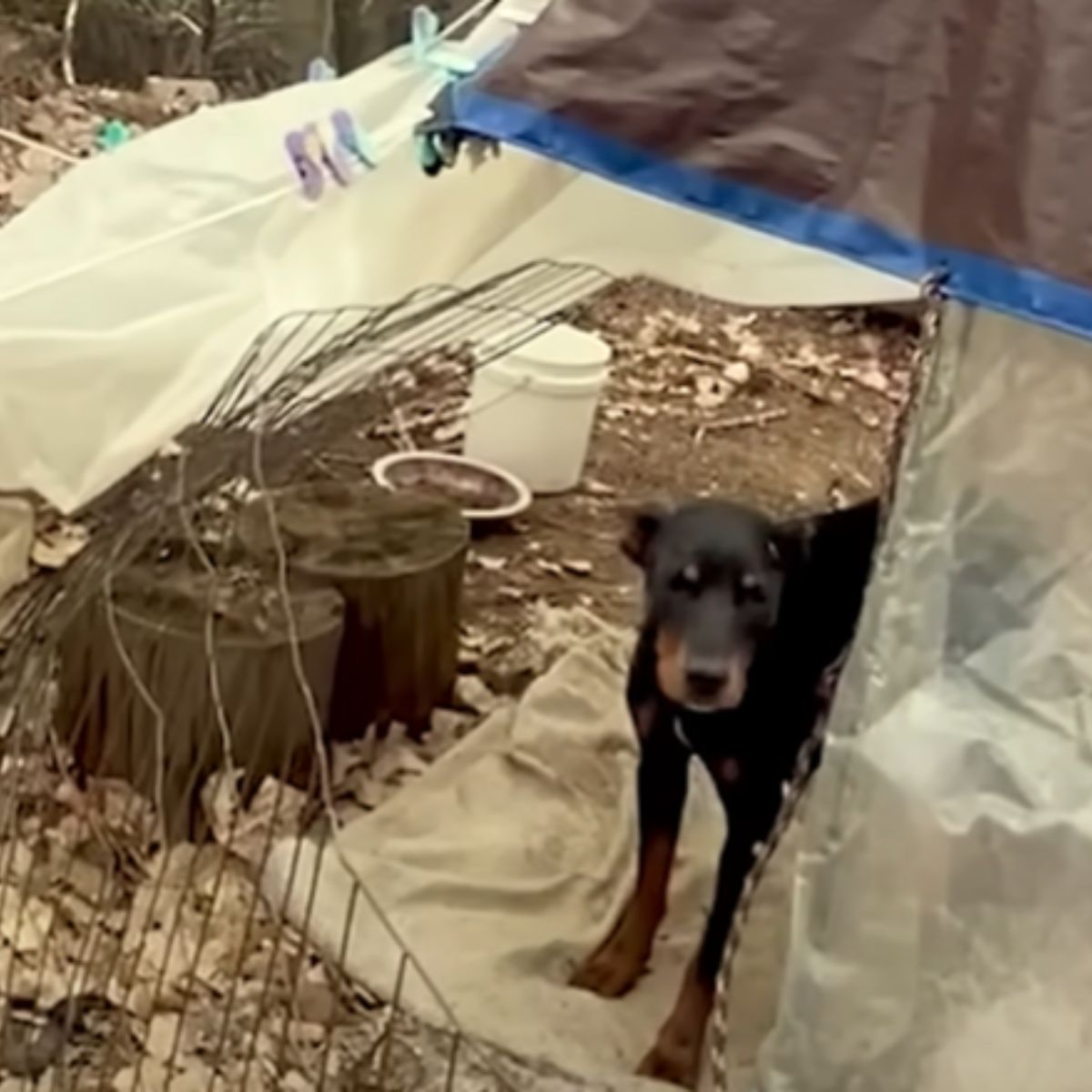 black dog rescue