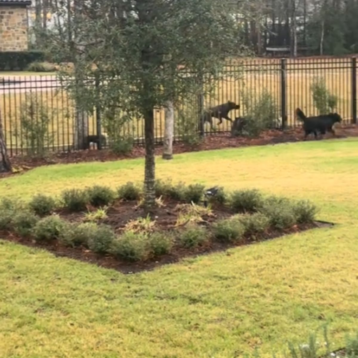 black dog waiting in the yard
