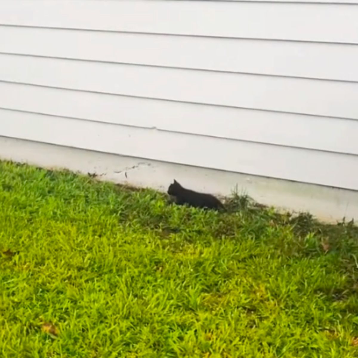 black kitten at home