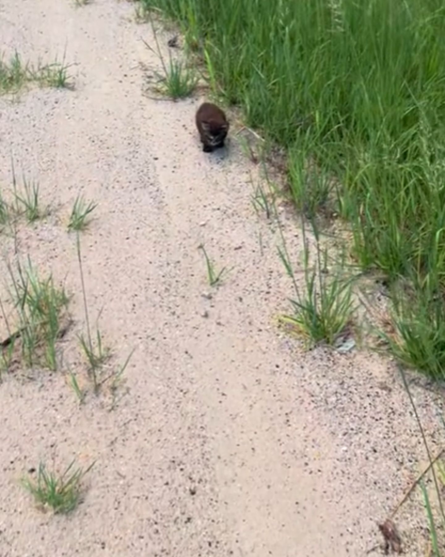 black kitten by the side of the road