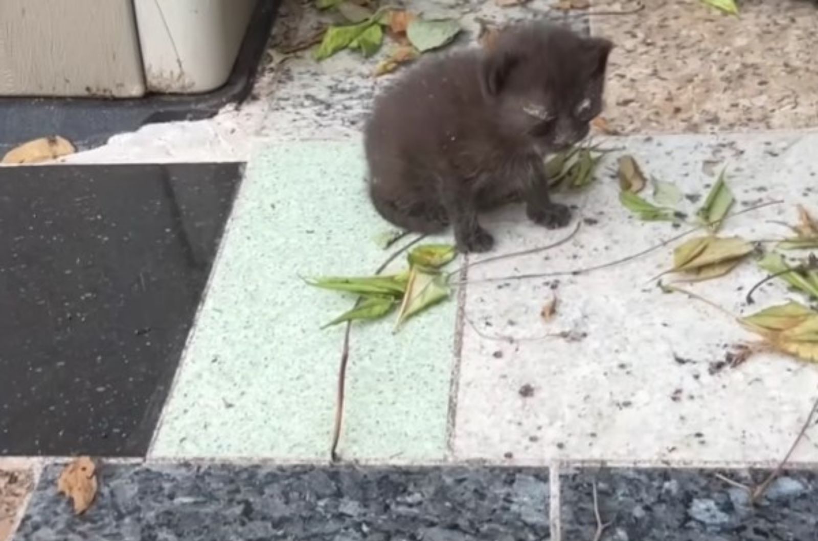 black kitten on the street