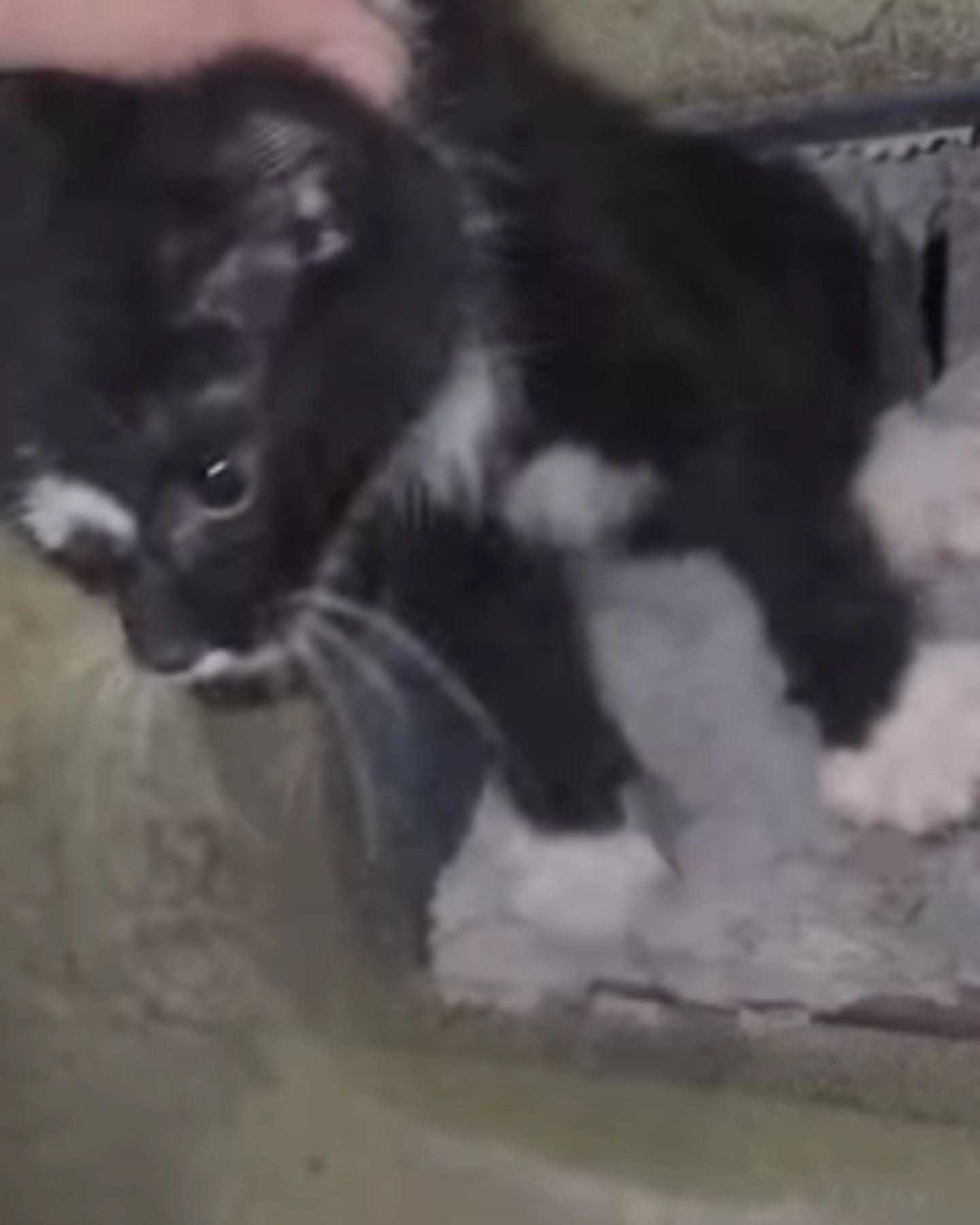 black kitten rescue
