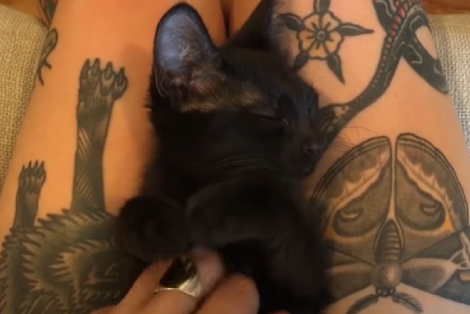 black kitten sleeps peacefully on the legs of a woman