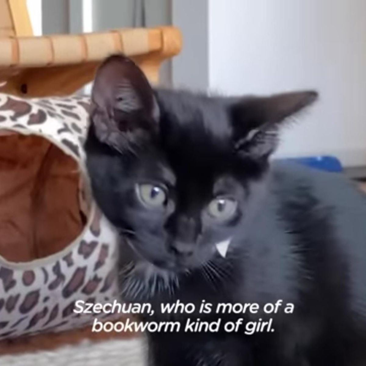 black kitten with blue eyes