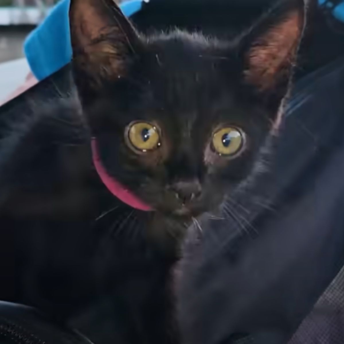 black kitten with sad eyes