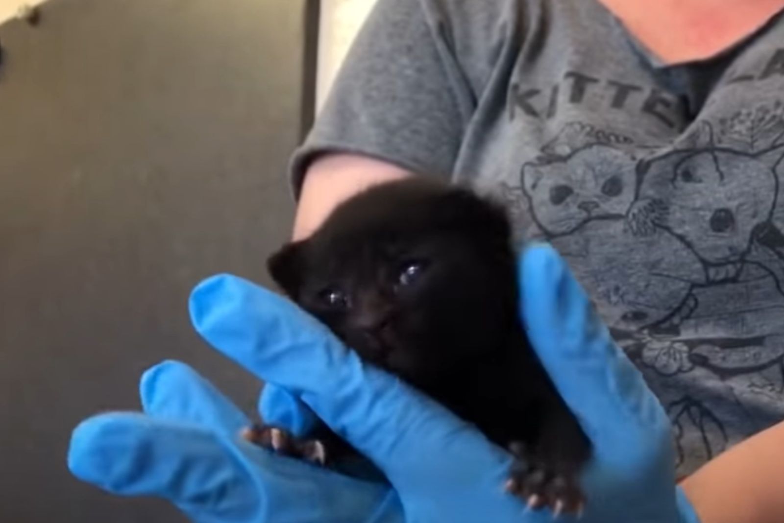black little kitty