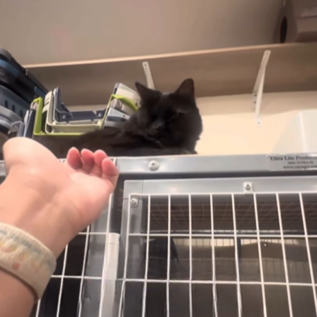 black one eyed cat