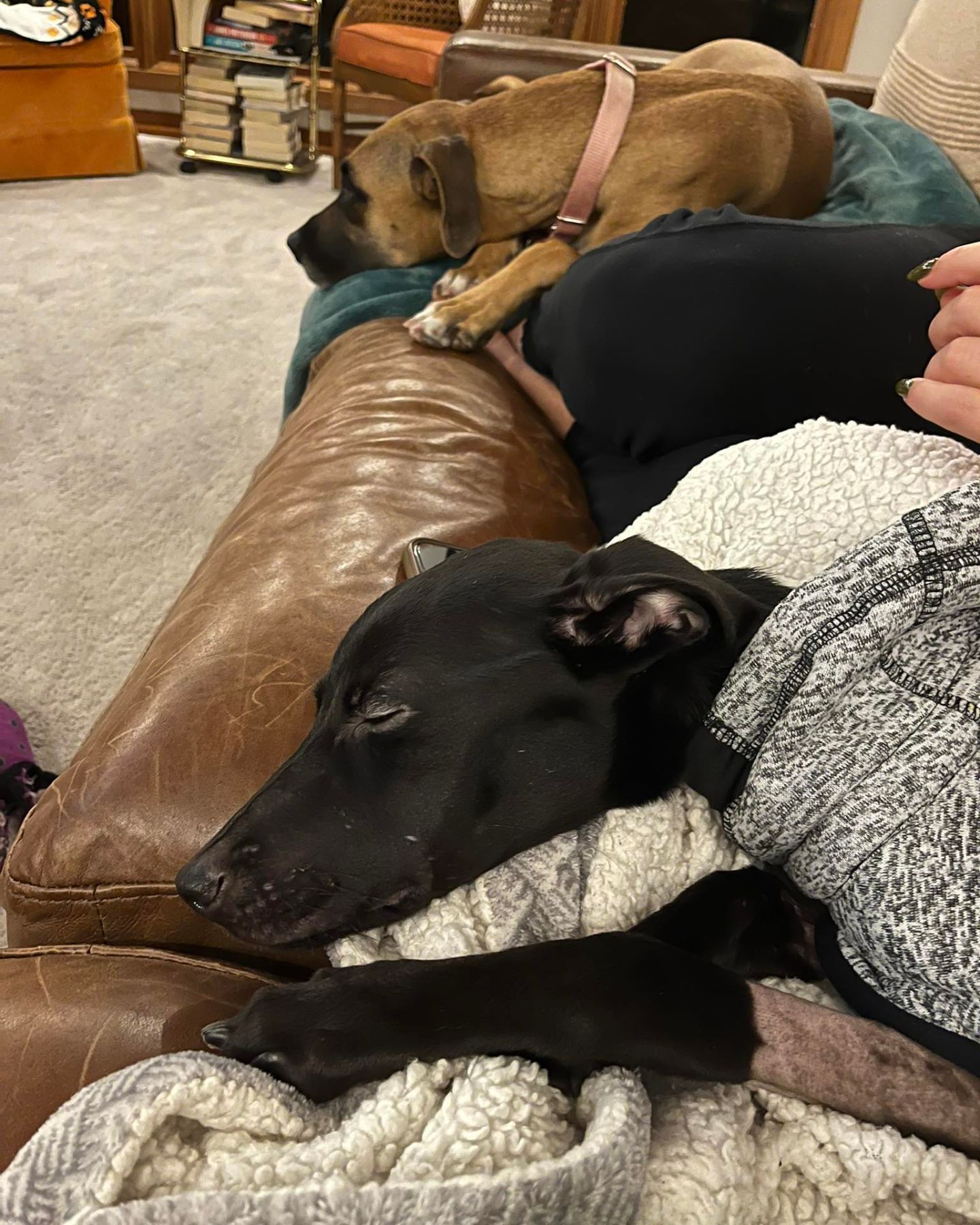 black puppy sleeps with another dog on the sofa