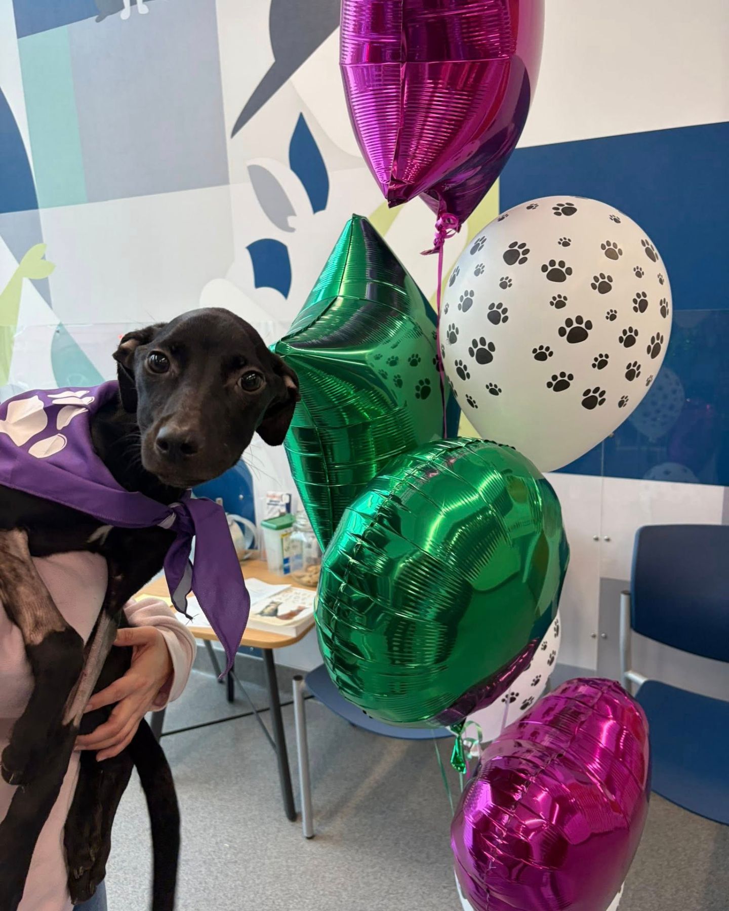 black puppy with balloons