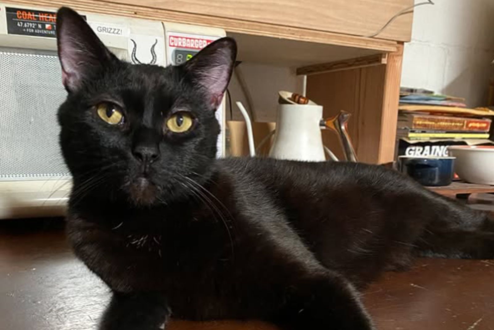 black senior cat with yellow eyes