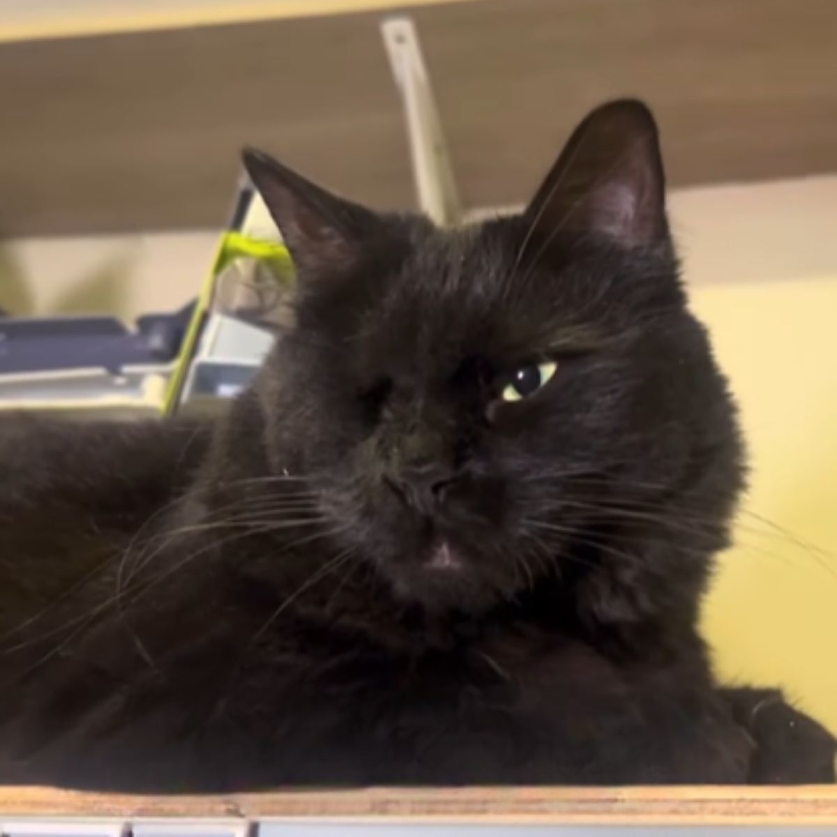 black senior one eyed cat