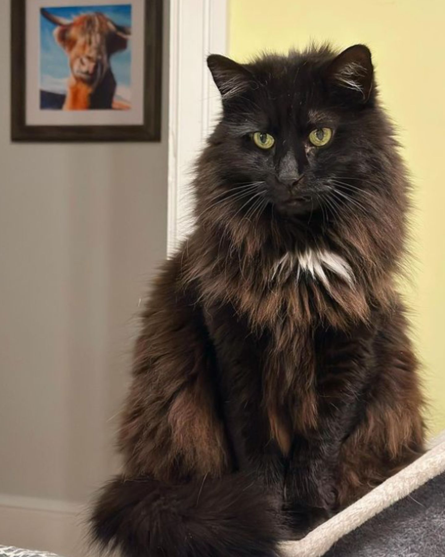 black serious cat