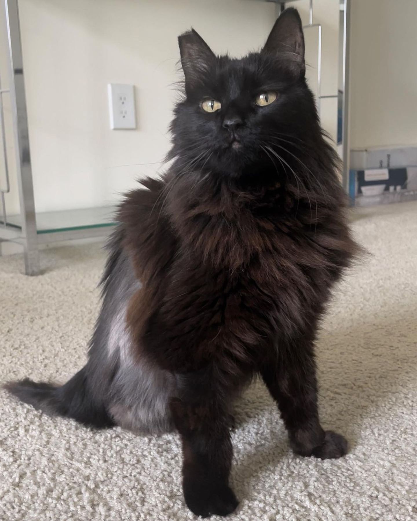 black shaved cat grows hair